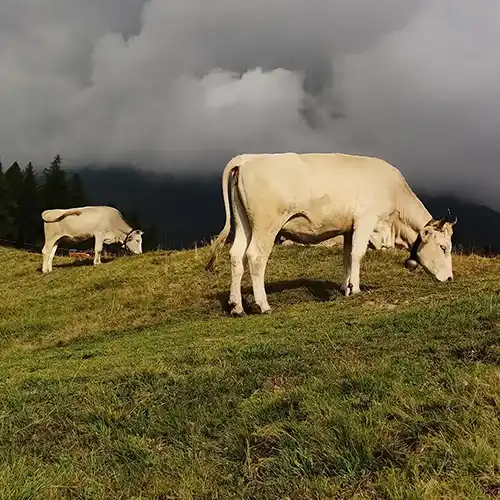 grasende Kühe