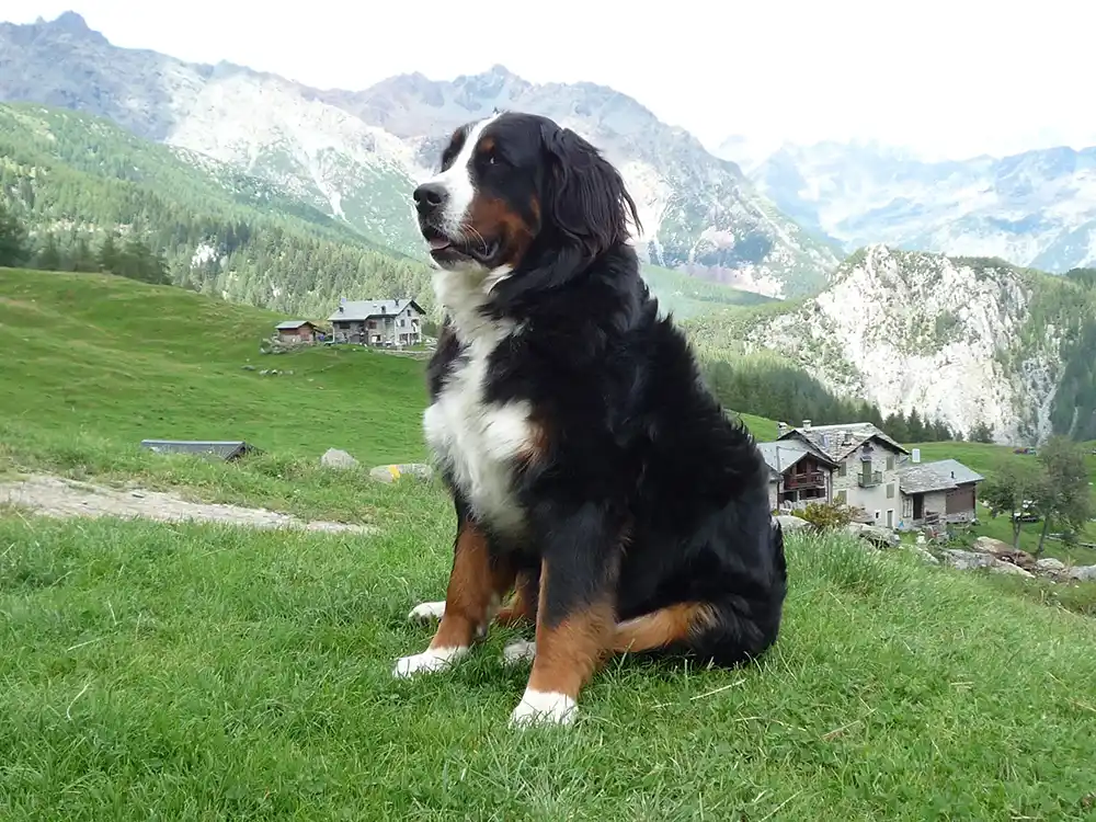 Berner Schäferhund sitzt