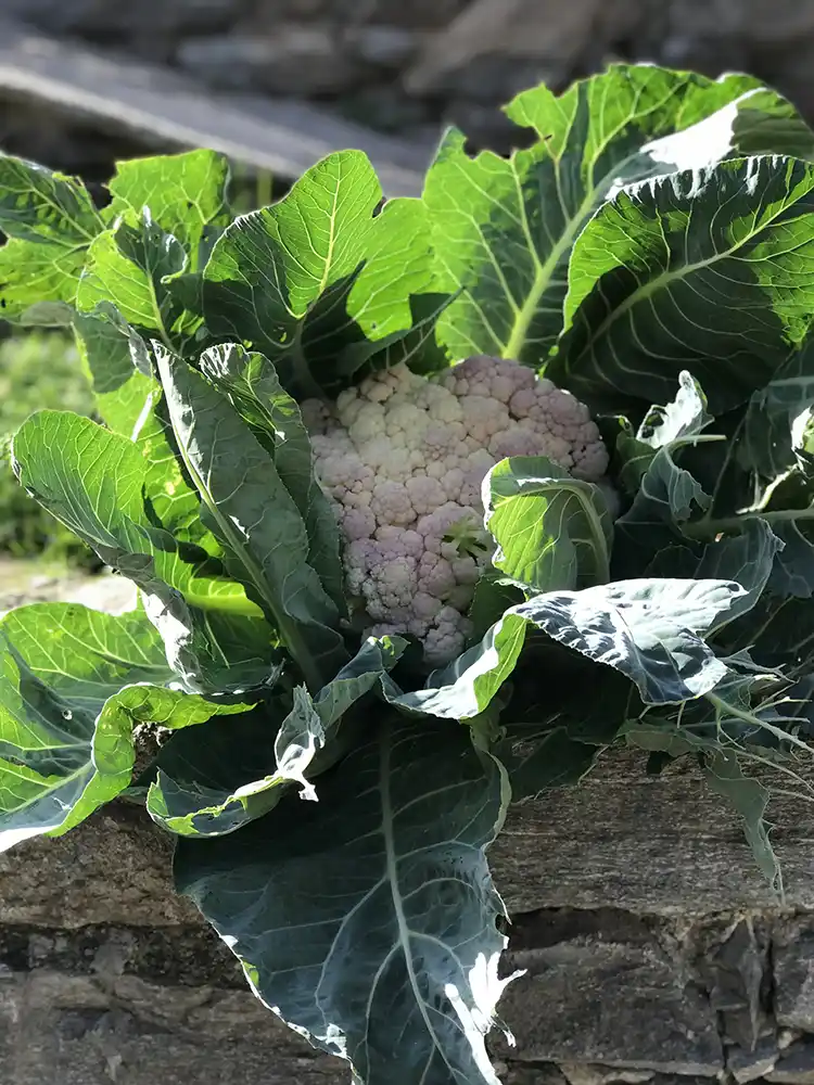 reifer Blumenkohl im Garten unseres Hofes