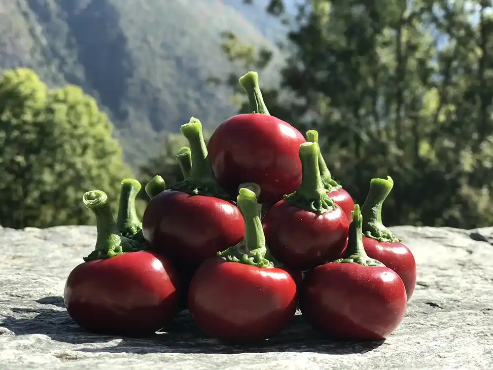 Chilis aus unserem Anbau