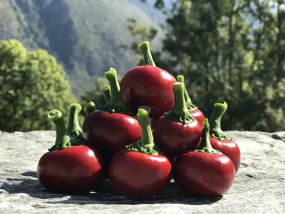 peperoncini coltivati nella nostra azienda agricola