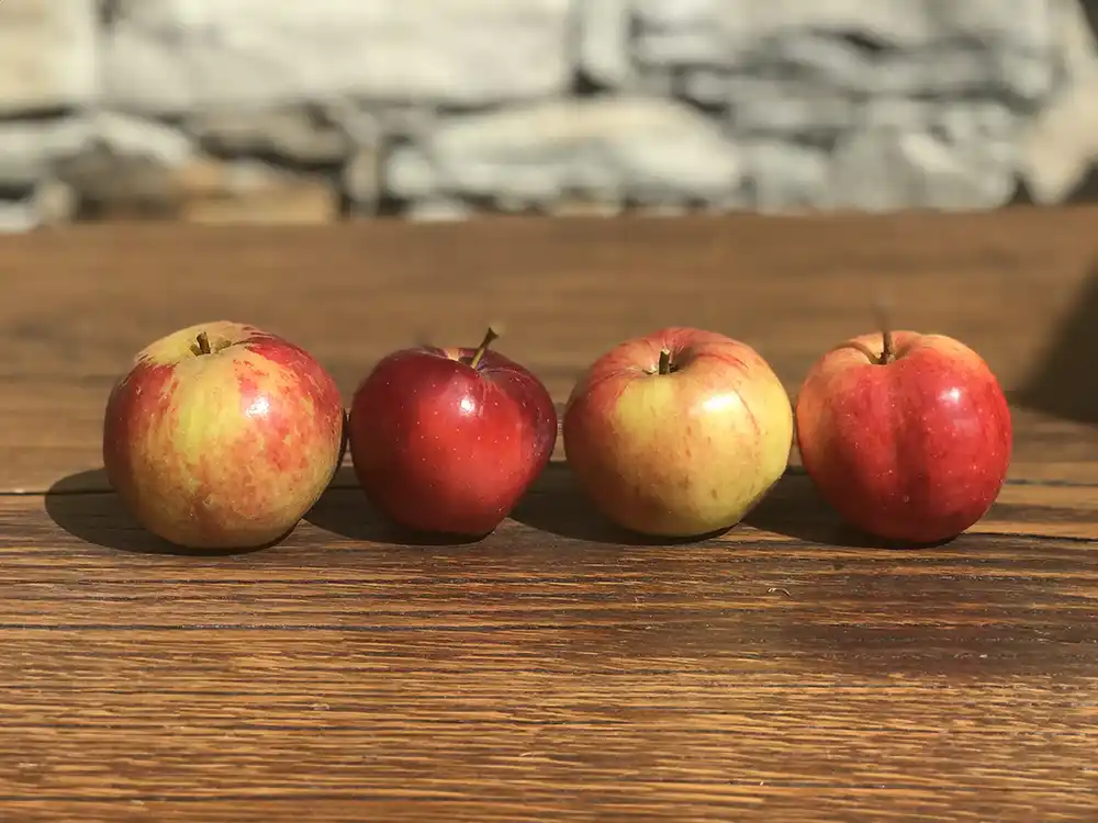 our ripe apples on the table