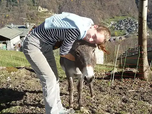 donkey gets hugged