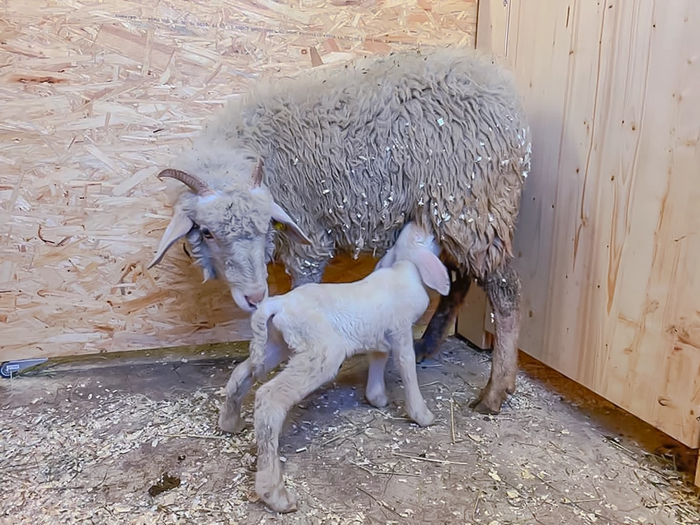 sheep and lamb in the stable