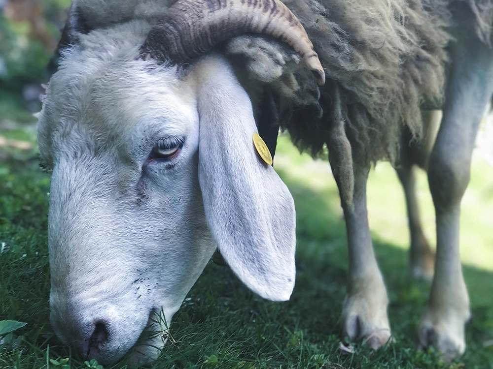 sheep close up