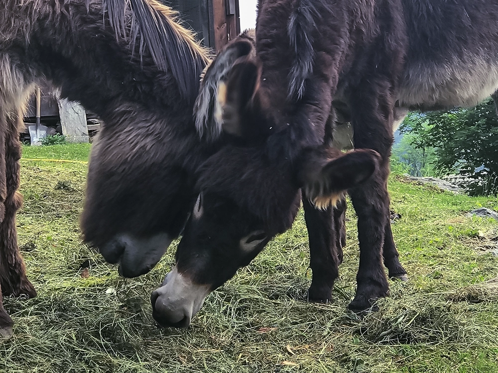 Esel posiert auf der Wiese