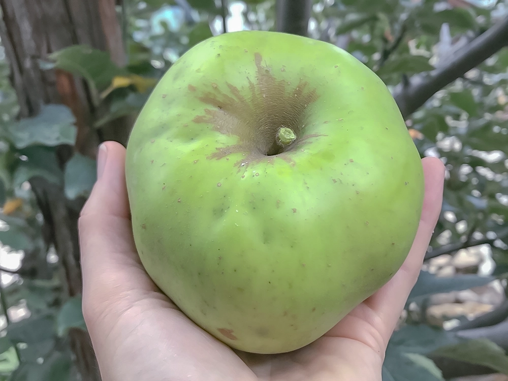 pomme verte de notre ferme