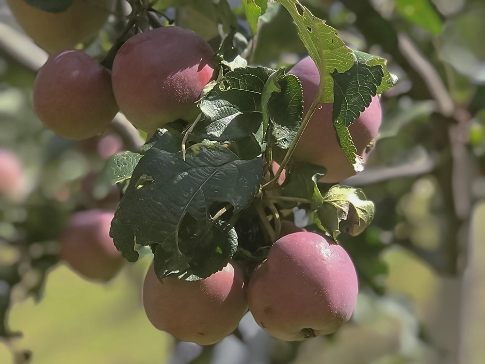 pommes rouges mûres sur la branche