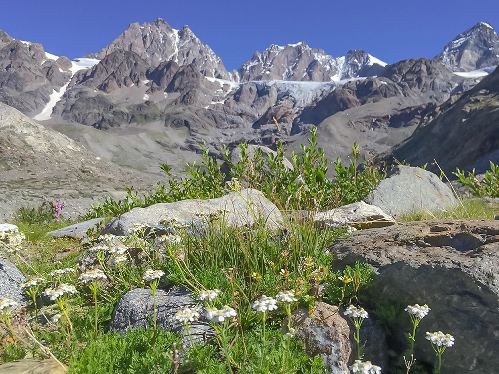 path towards Fellaria glacier with flowers in summer