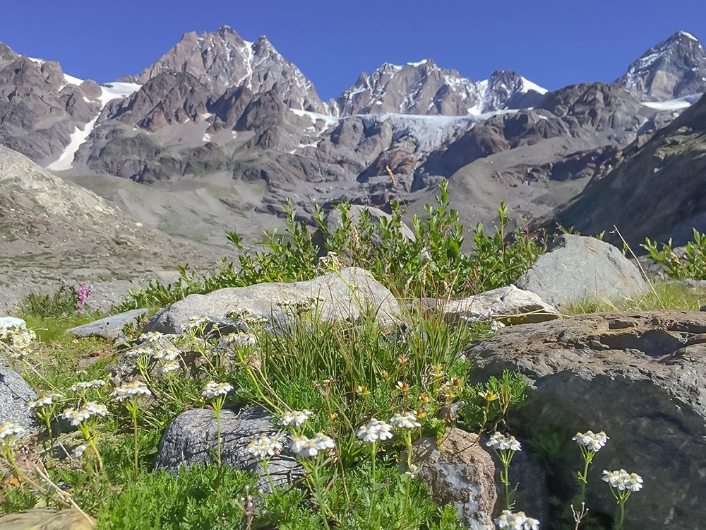 sentiro verso ghiacciaio fellaria con fiori in estate